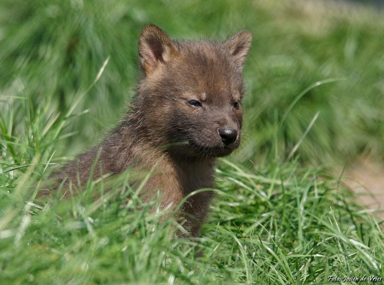 Een rode hondenpuppy (foto: Josien de Vries).