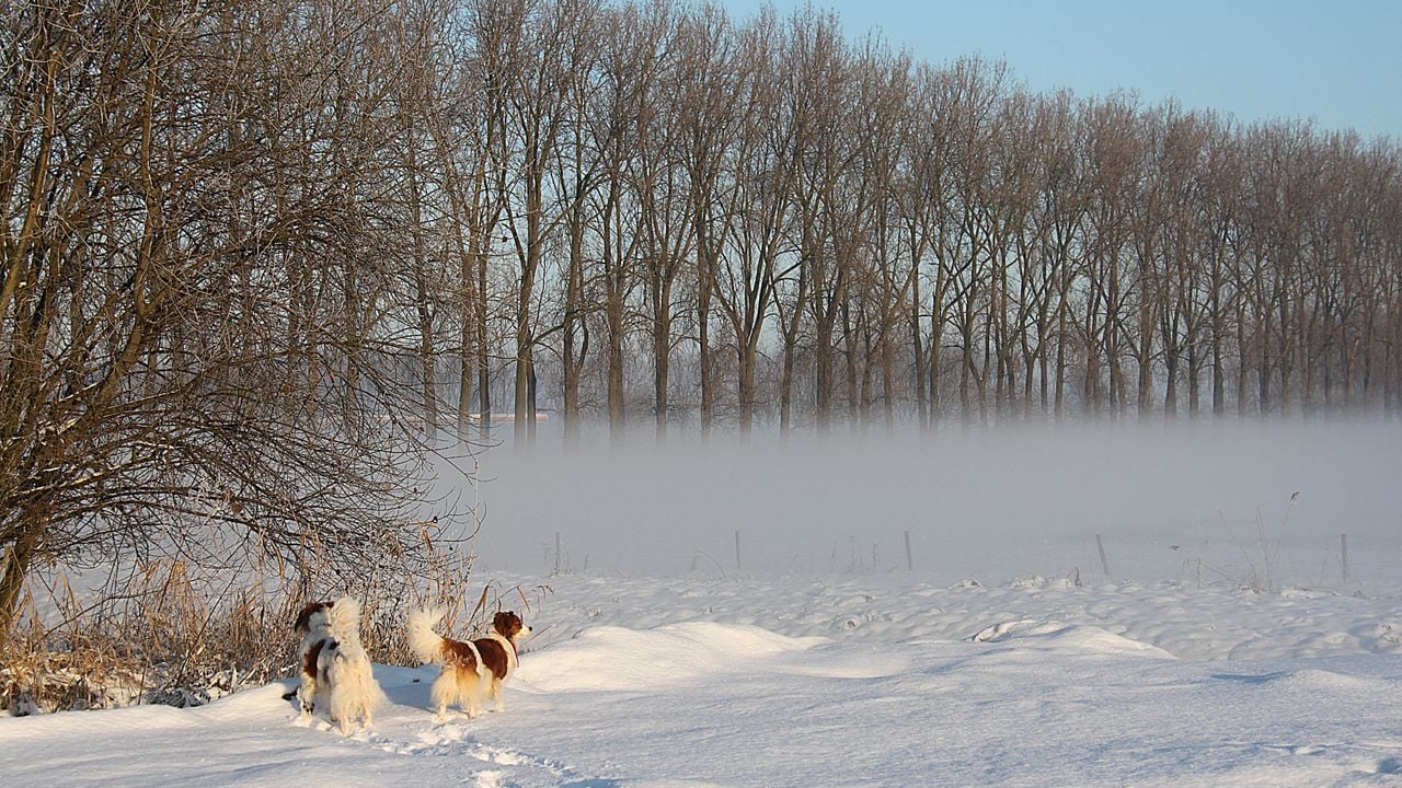 Winterse wereld aan je poten (Foto: Hennie Hauser, Sprang-Capelle)