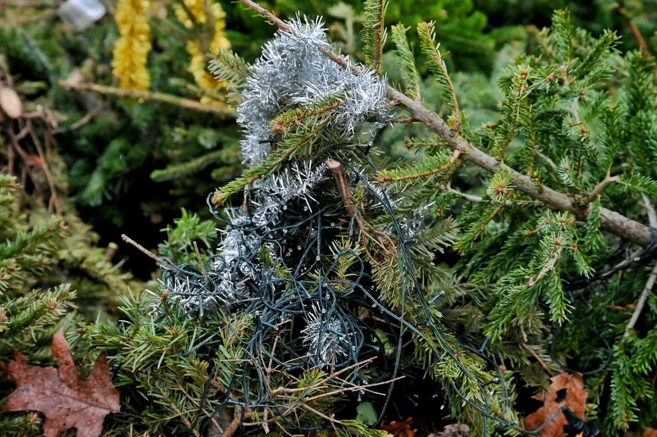 Sommige bomen liggen met versiering en al in het bos (Foto: Toby de Kort / SQ Vision).