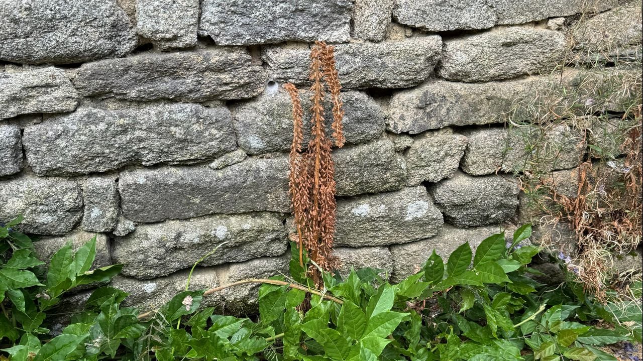 Een klimopbremraap foto  Frans Kapteijns