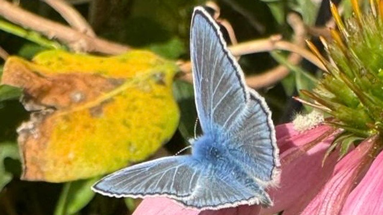 Een icarusblauwtje (foto: Sylvia Kools).