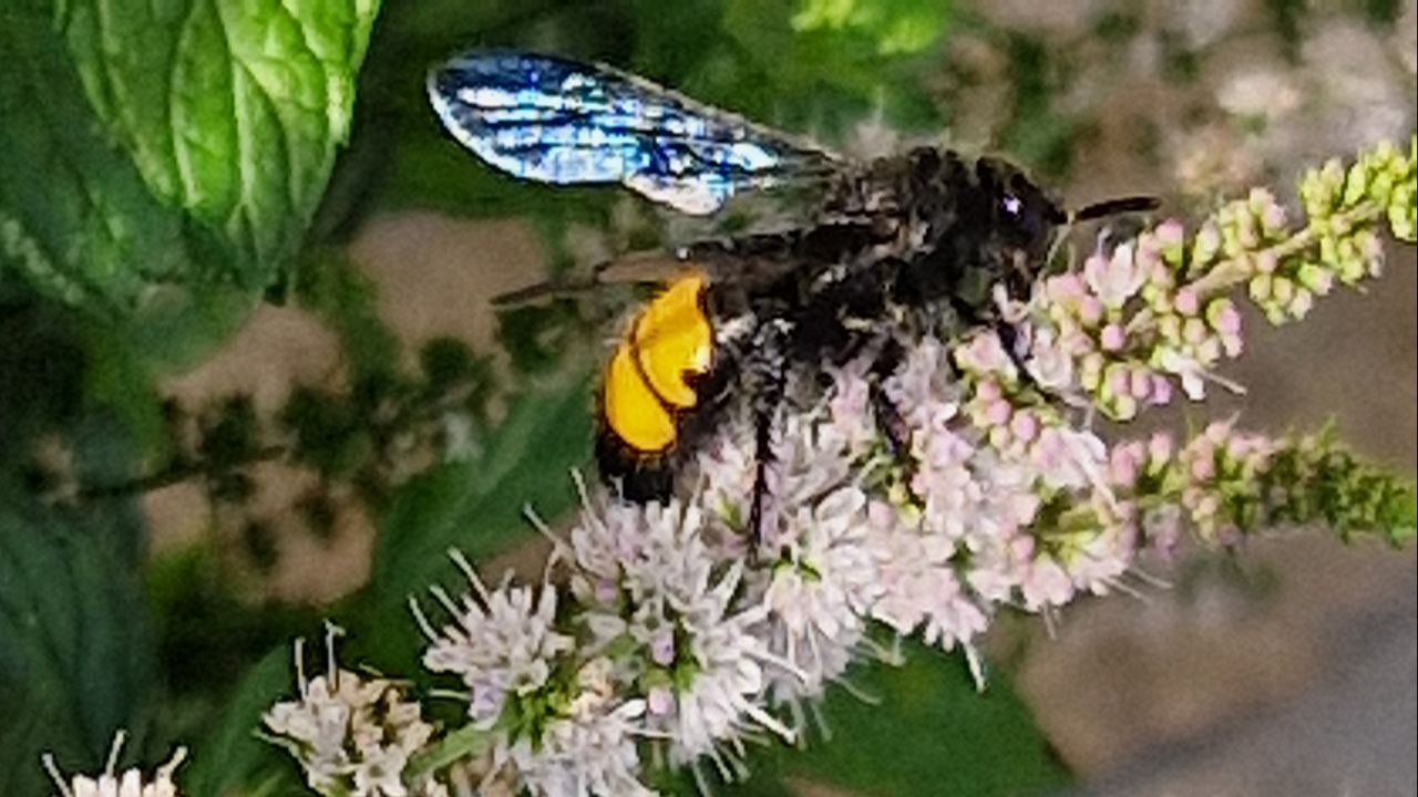 Een geelstreepdolkwesp (foto: Peter Nabben).