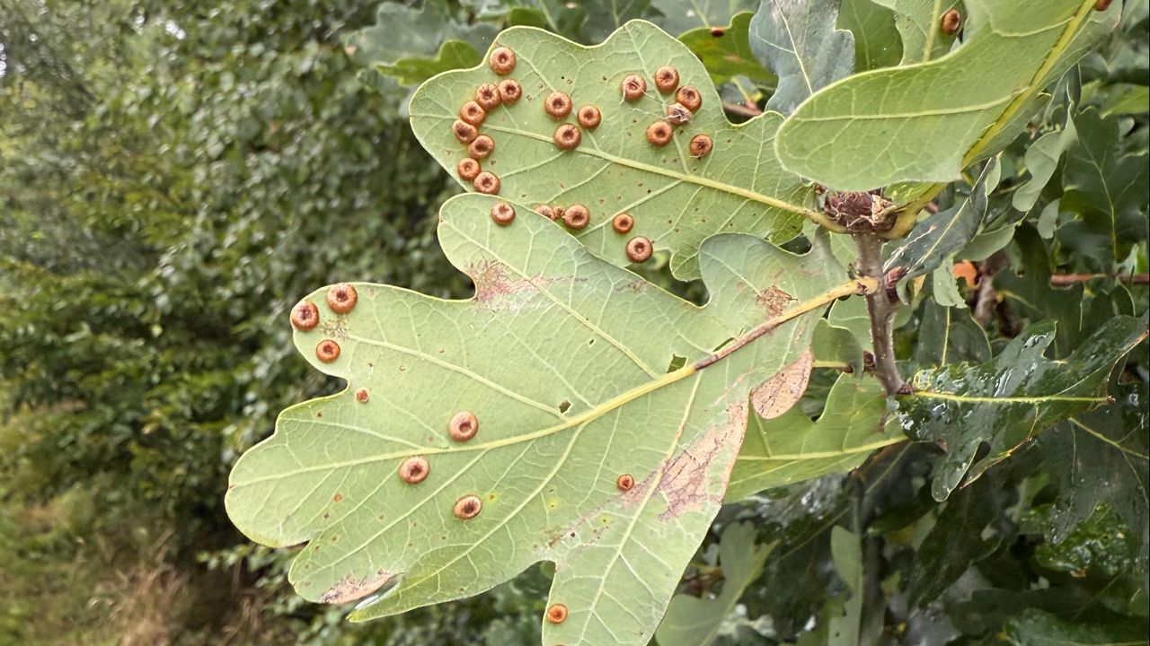 Satijnknoopgallen (foto: Susan Morcus).