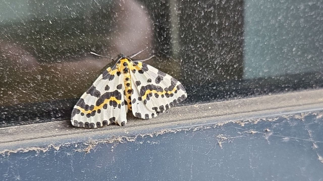 Een bonte bessenvlinder (foto: Fabian Bastiaans).