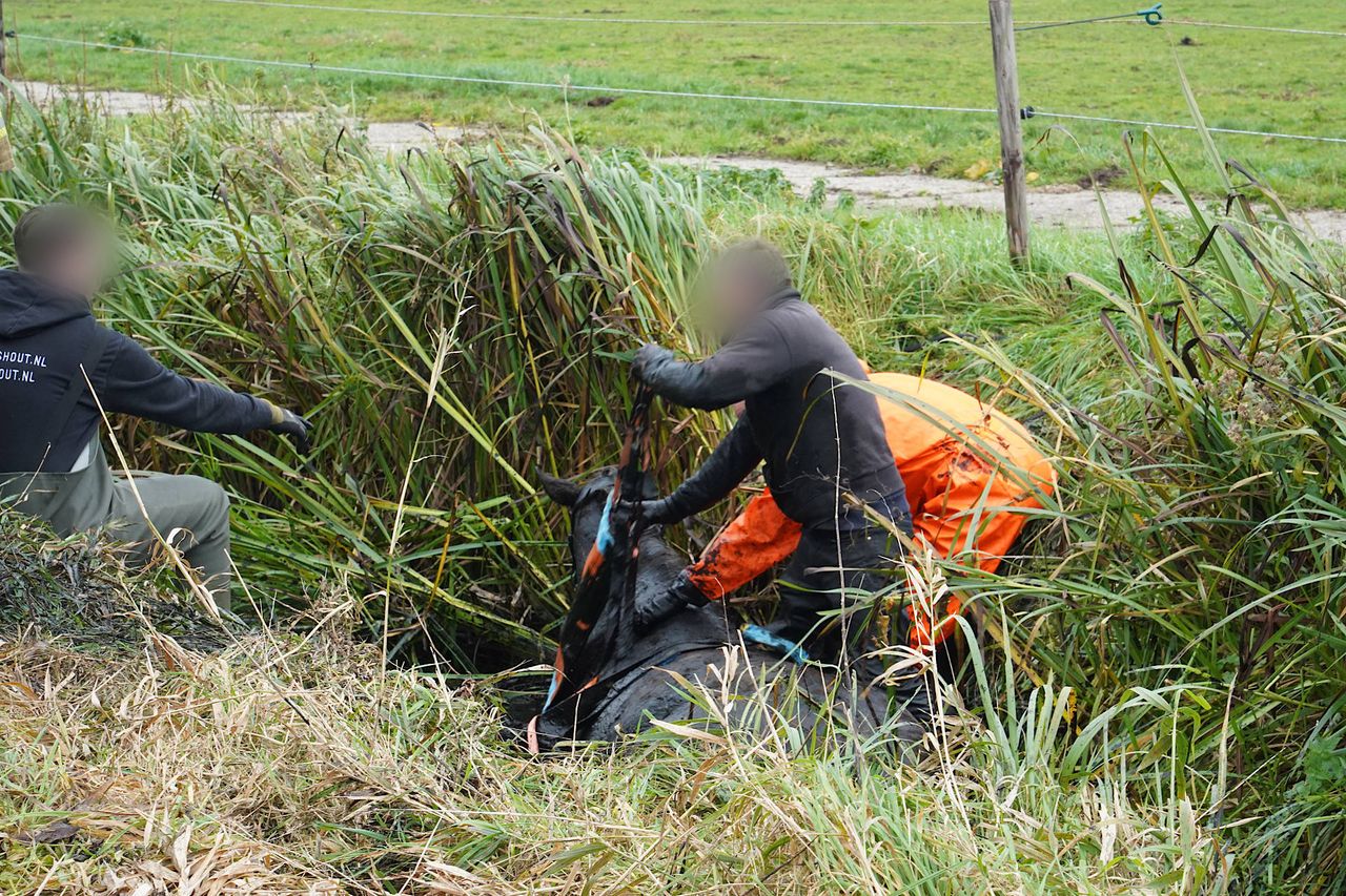 Foto: Jeroen Stuve/Persbureau Heitink.