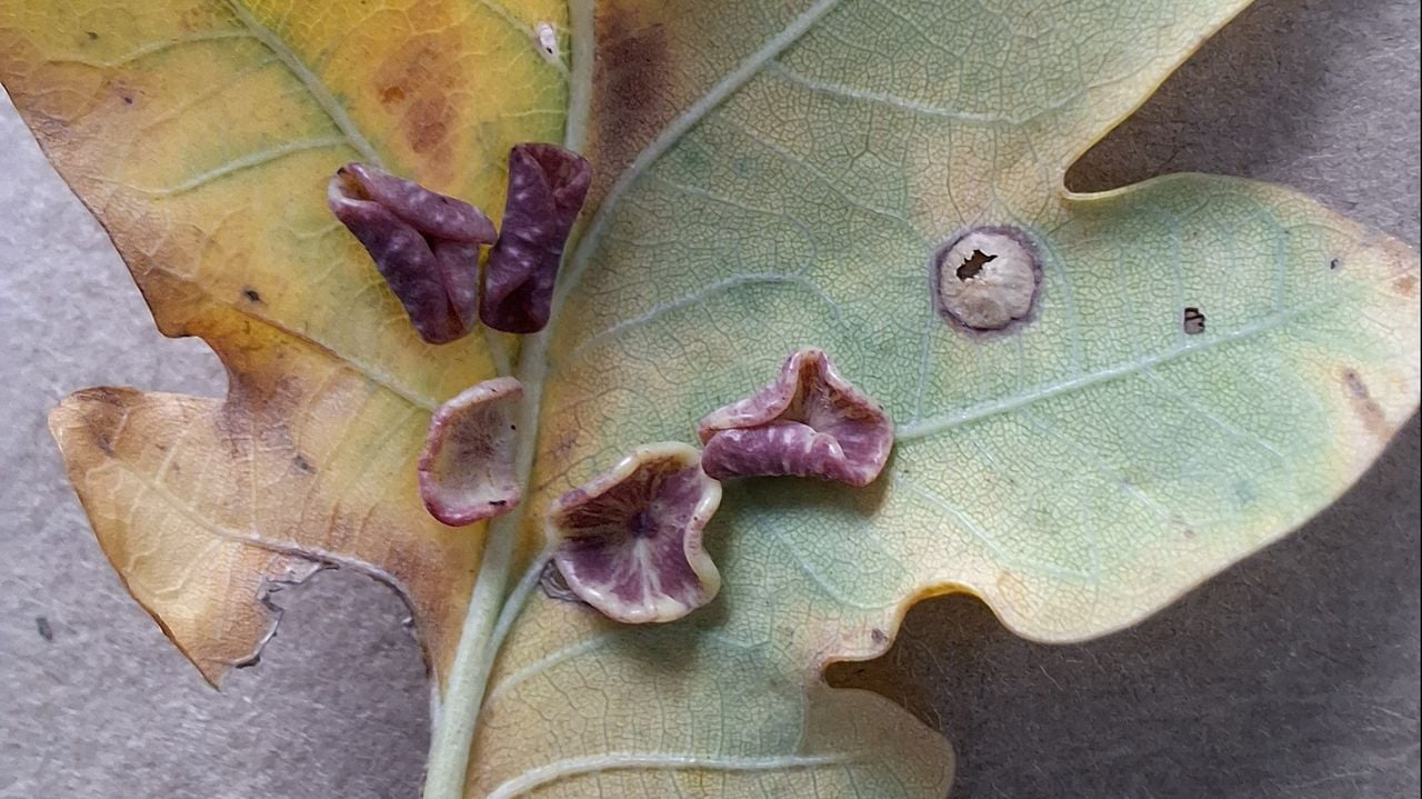 Plaatjesgallen ook wel eikennapjesgallen genoemd (foto: Yvonne Rommelaars).