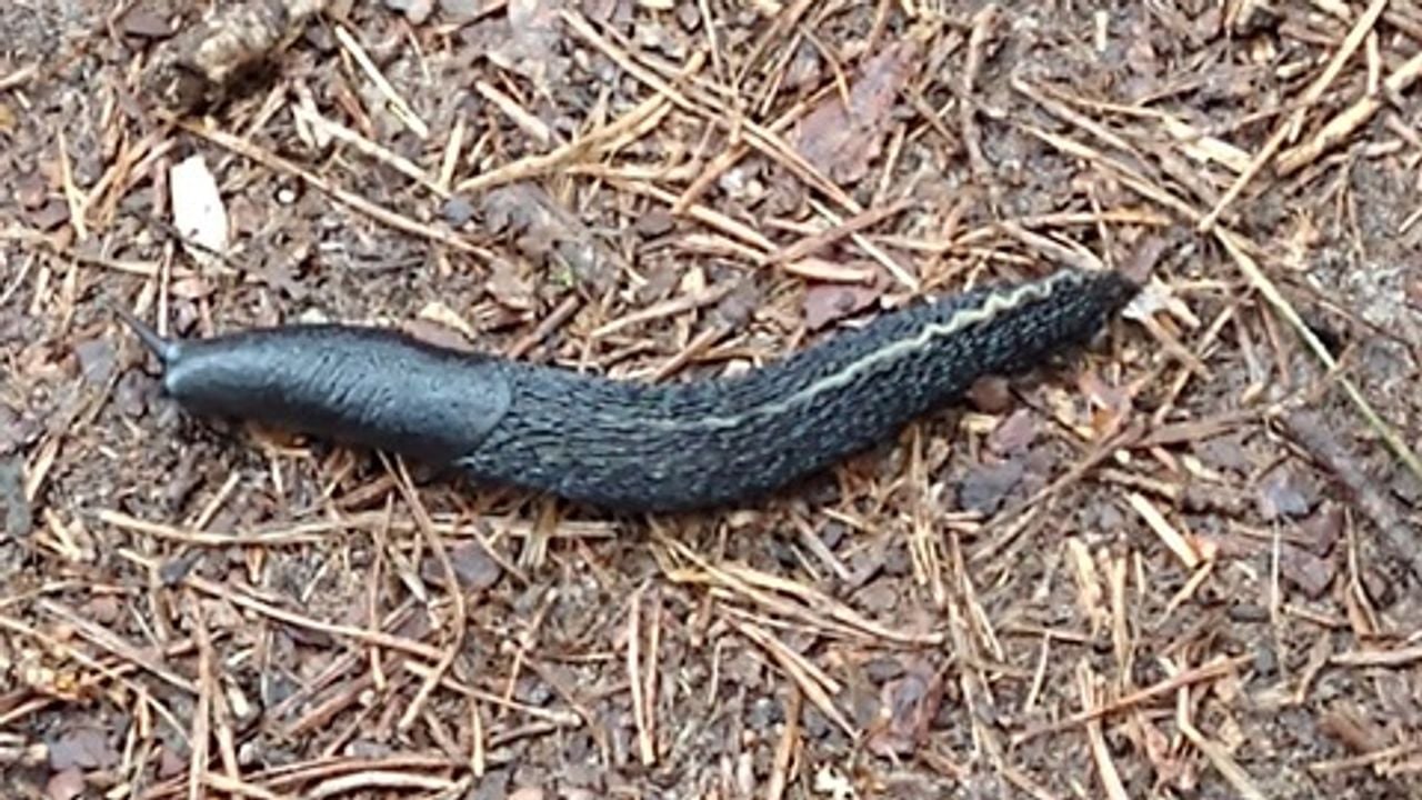Een zwarte naaktslak (foto: Ad Heesbeen).