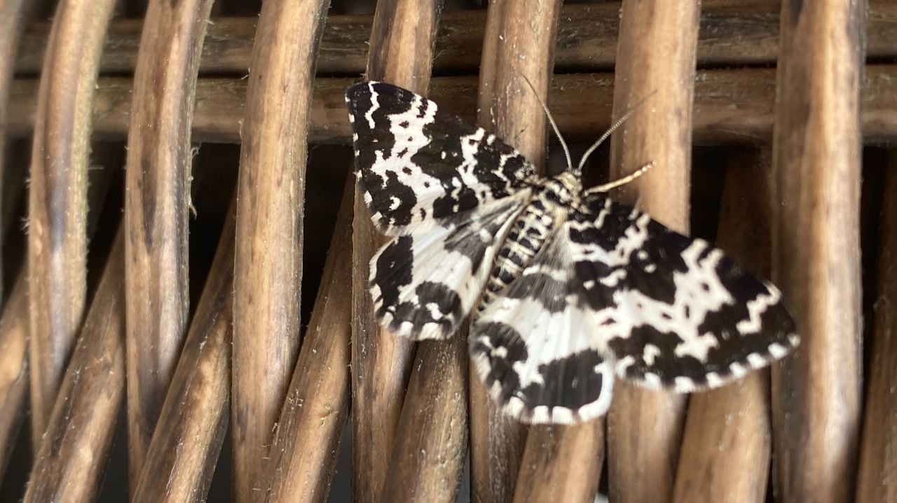 Een speerpuntspanner (foto: Jack van de Ven).