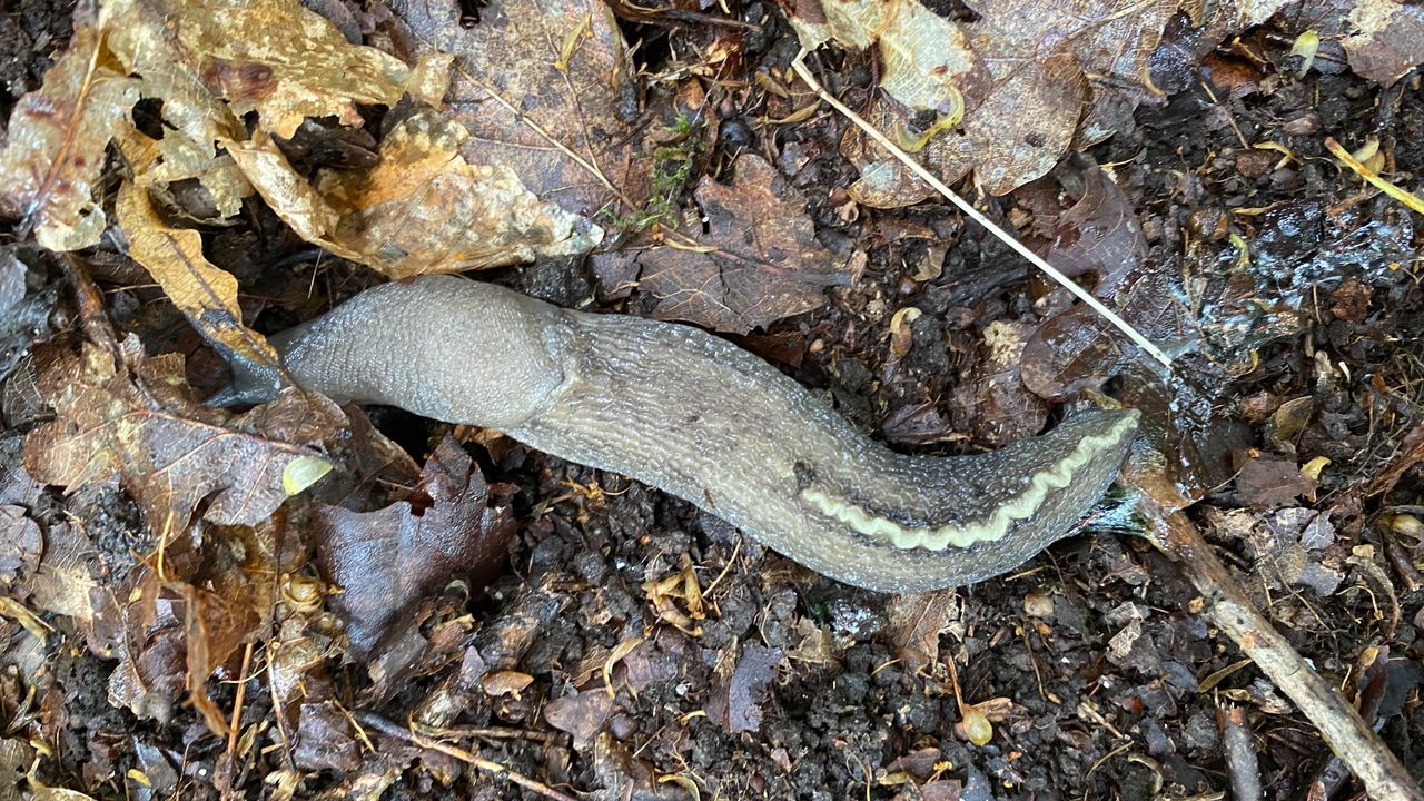 Een zwarte aardslak met slijmspoor (foto: Frans Kapteijns).