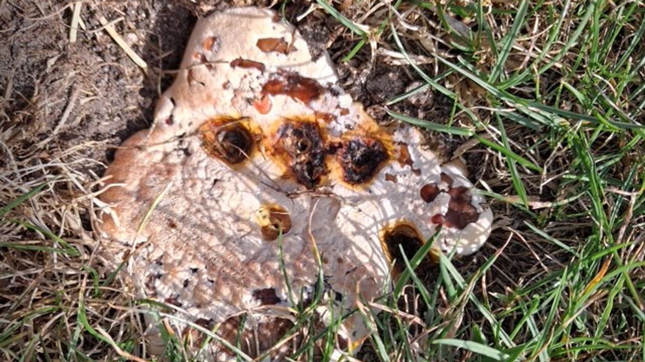 Een harslakzwam (foto: Yvonne).