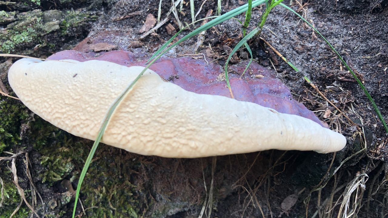 Een harslakzwam (foto: Frans Kapteijns).