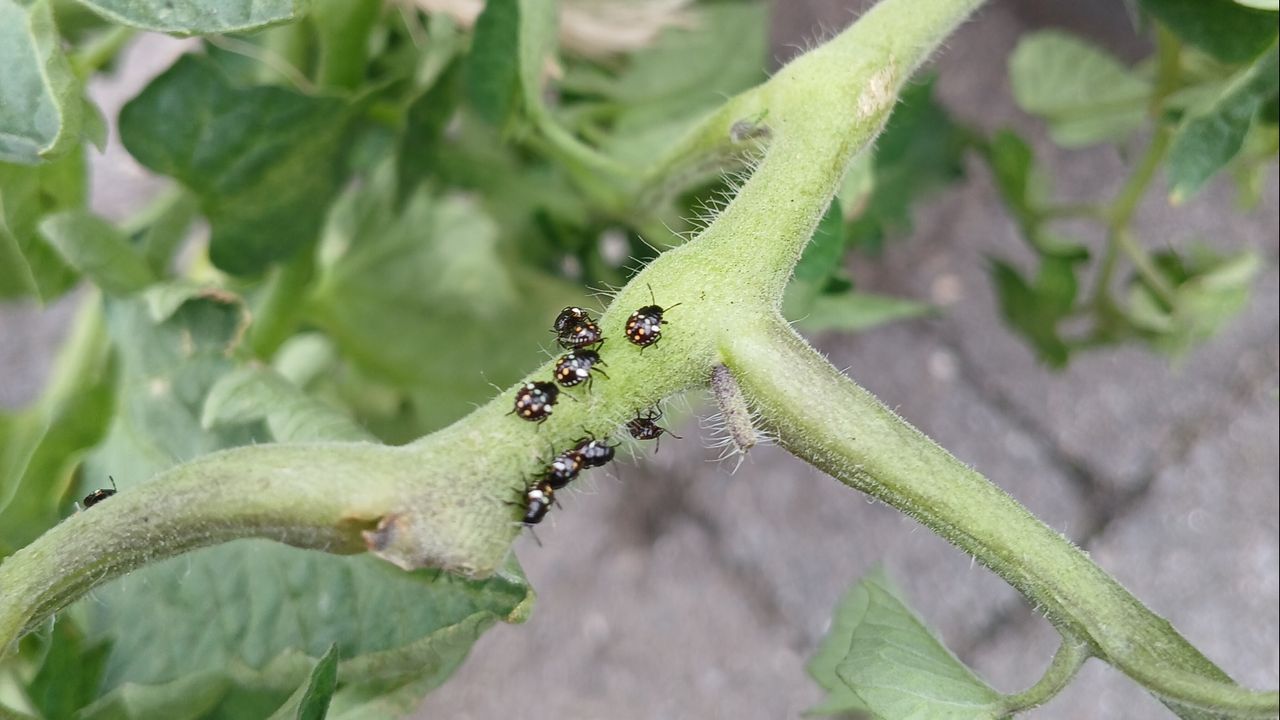 Jonge zuidelijke groene schildwantsen (foto: Jan van Riet).
