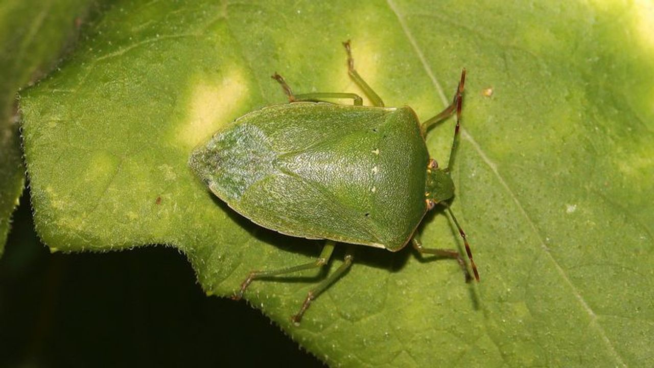 Een zuidelijke groene schildwants (foto: Saxifraga/Pieter van Breugel).