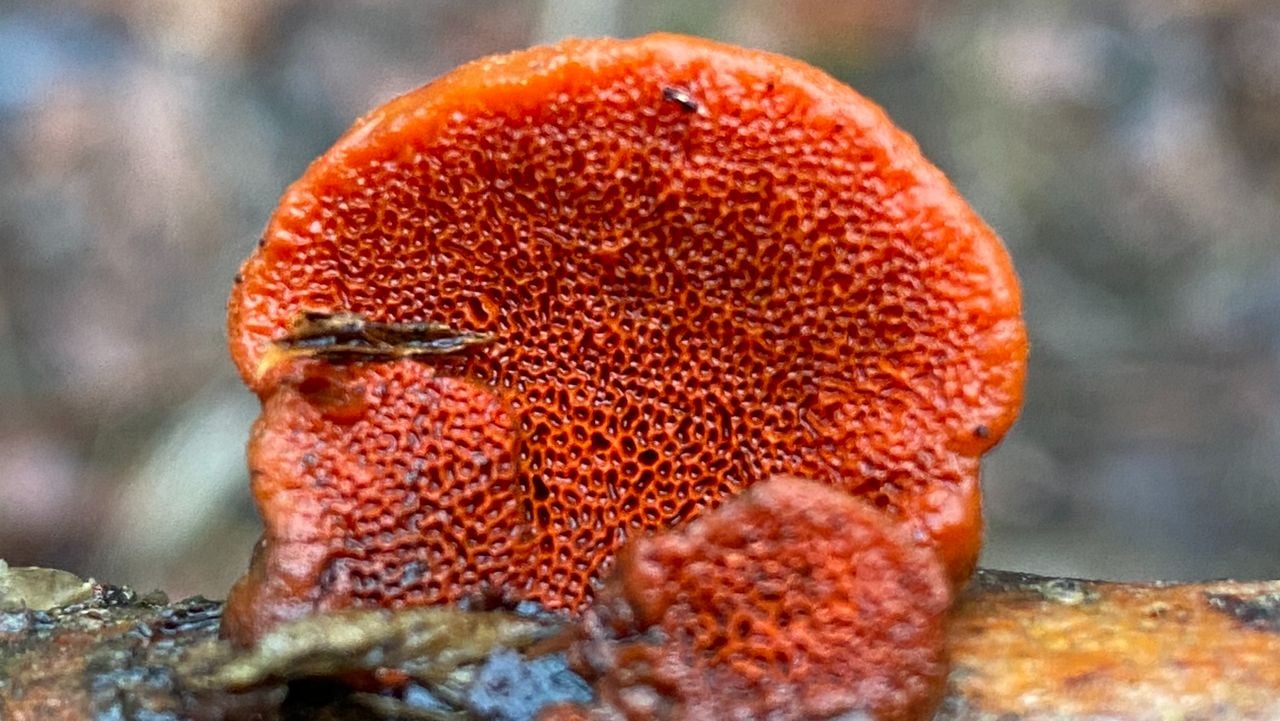 Buisjes vermiljoenhoutzwam (foto: Frans Kapteijns).