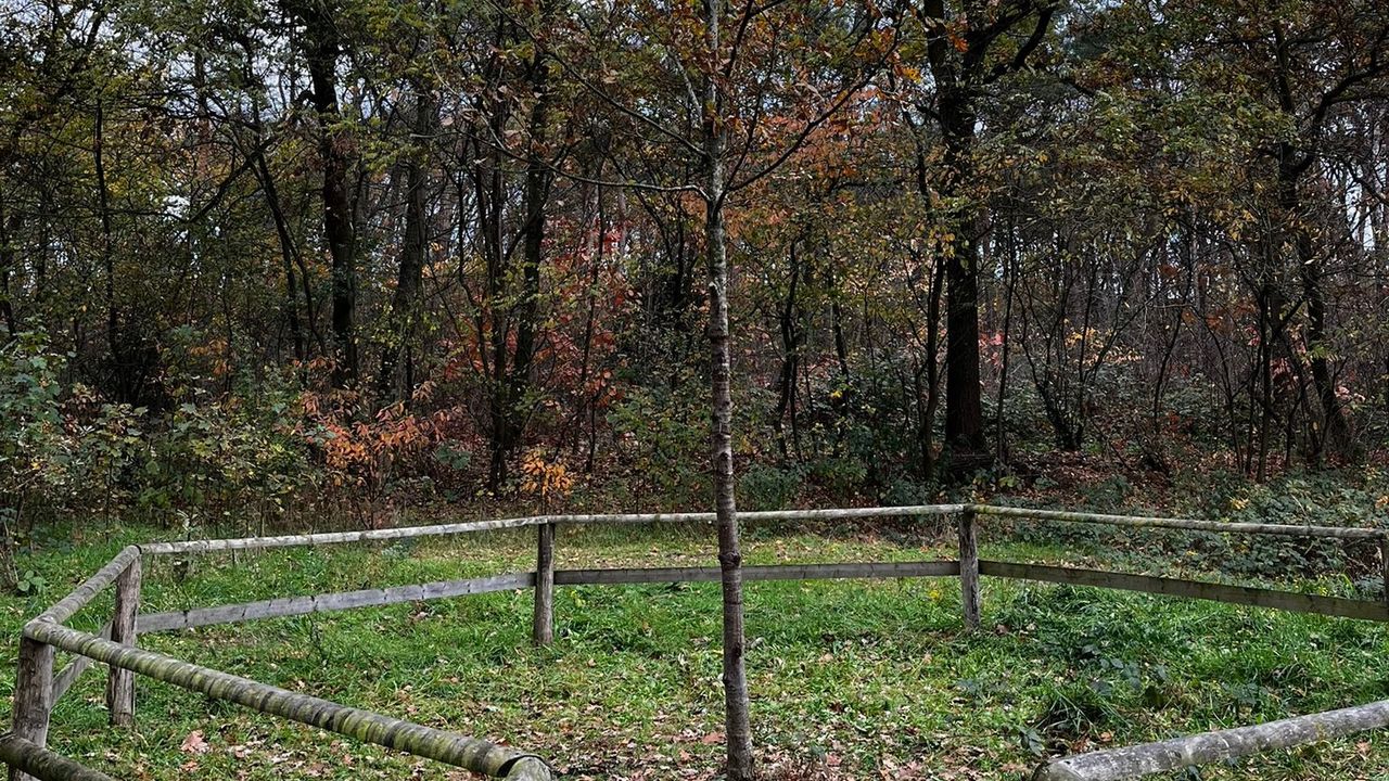 Kale wensboom, foto: Arjan Aarts