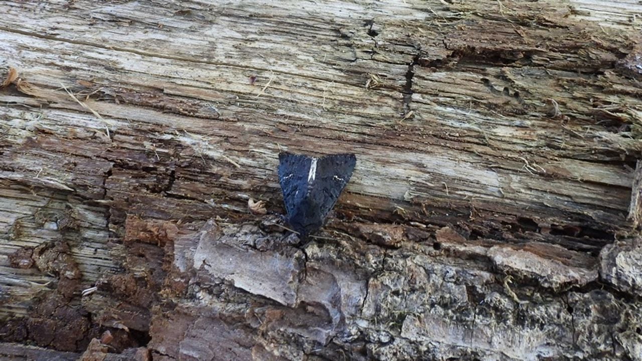 Een zwarte witvleugeluil (foto: Andre van Drunen).