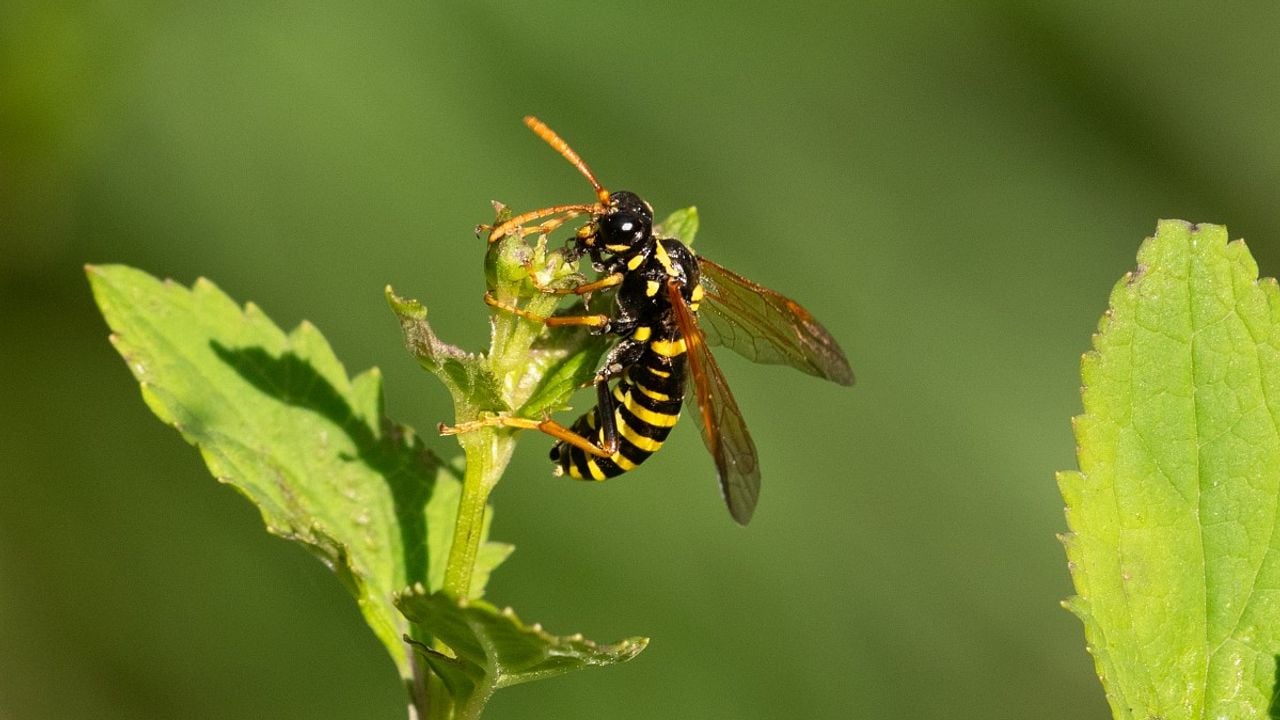 Een helmkruidbladwesp (foto: Saxifraga/Gerard de Jong).