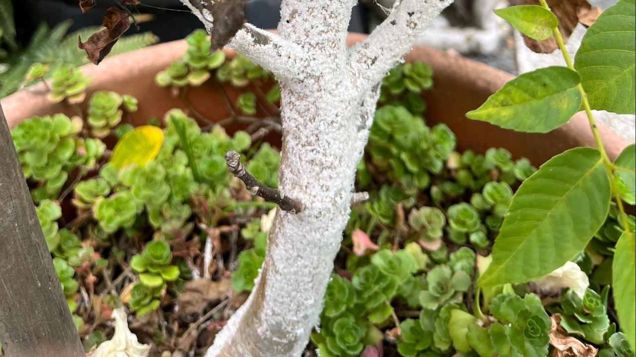 Schimmel op walnoot (foto: Fabian Ploegaert).