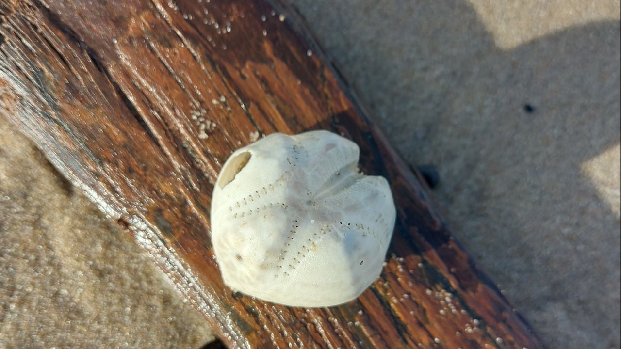 Een zeeklit (foto: Hans Achter).