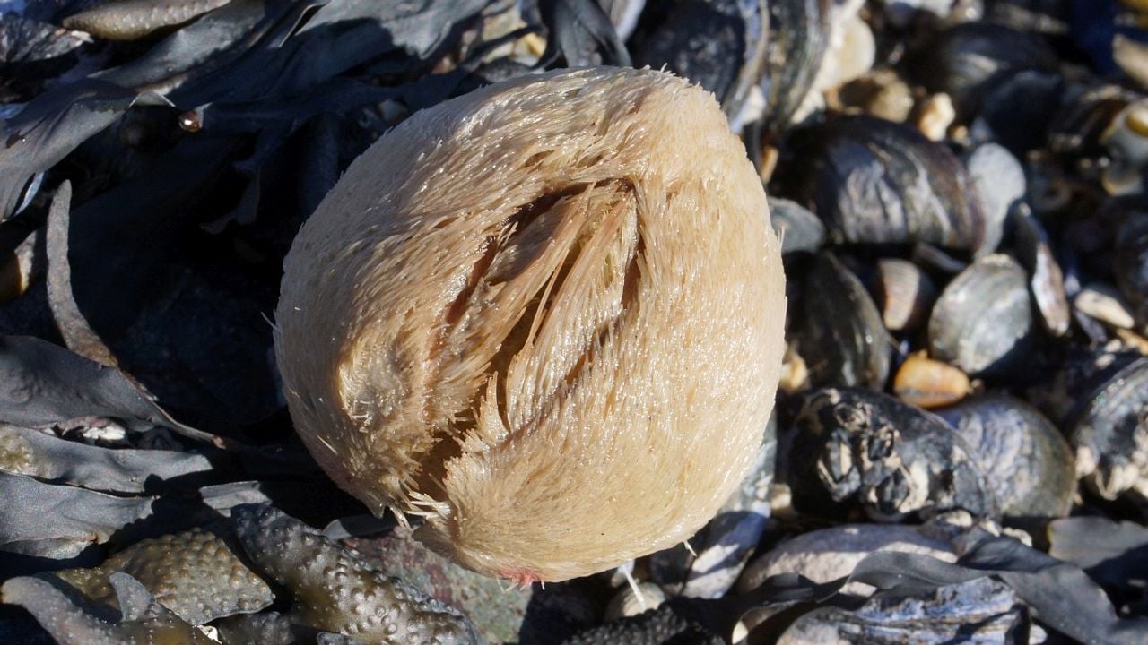 Een zeeklit (foto: Saxifraga/Fitis Sytske Dijksen).