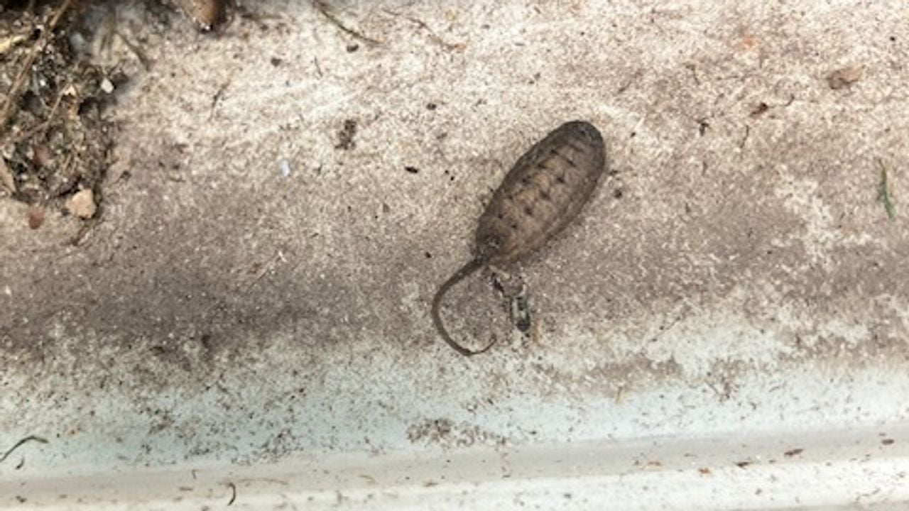 Een larve van de citroenpendelvlieg (foto: Theo van de Rijk).