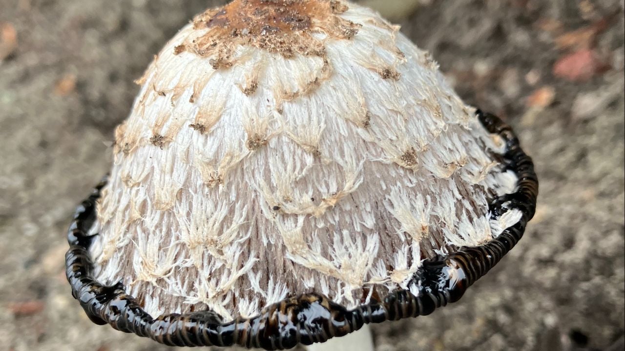 Een vervloeiende geschubde inktzwam (foto: Joep Leijendekkers).