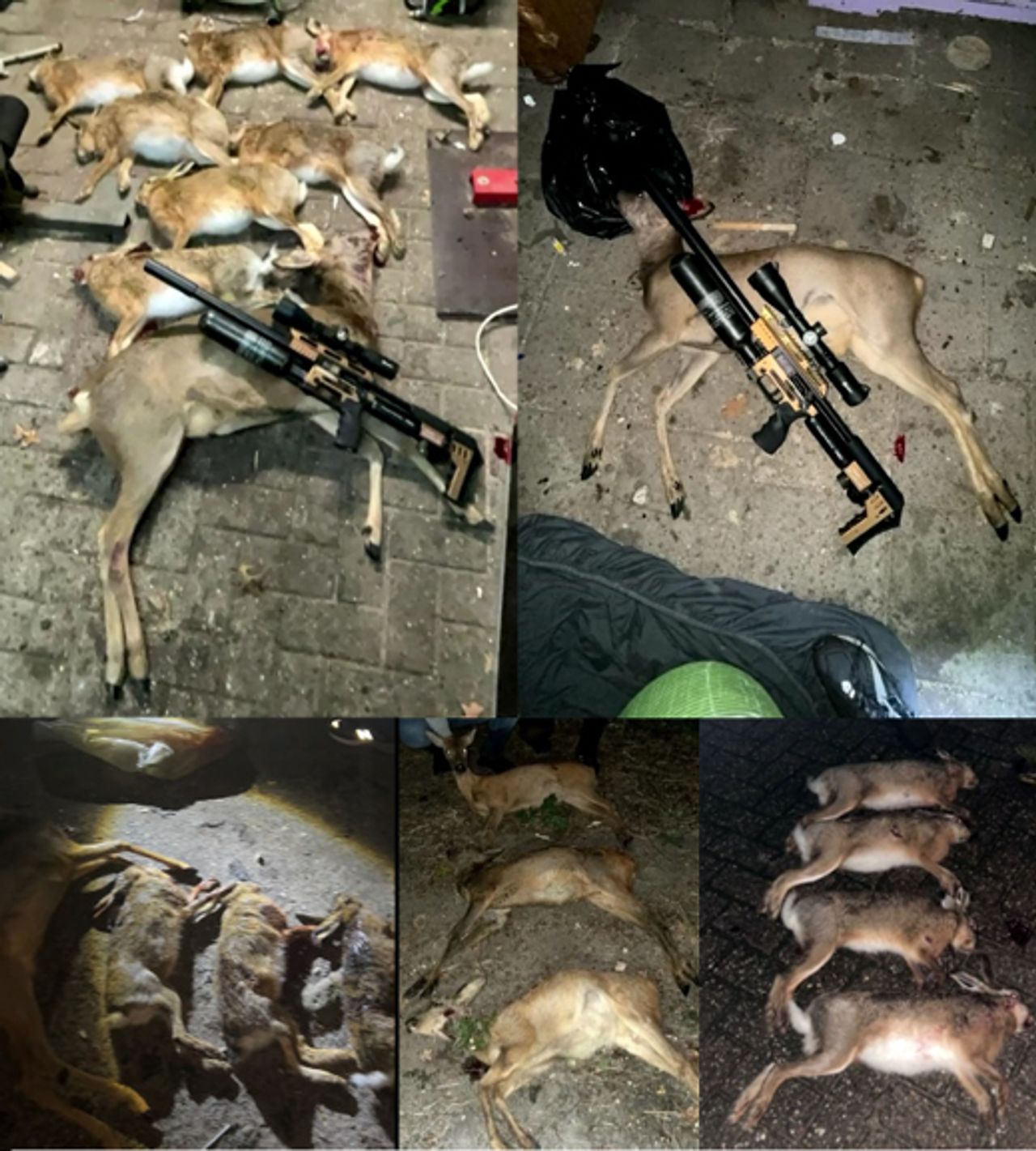 Foto's van gestroopte hazen die de politie vond bij de opgepakte mannen (foto: politie).