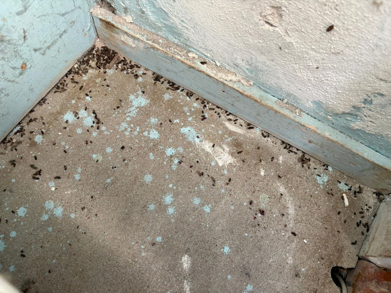 Ook in de meterkast liggen veel muizenkeutels (foto: Wilco Zonneveld).