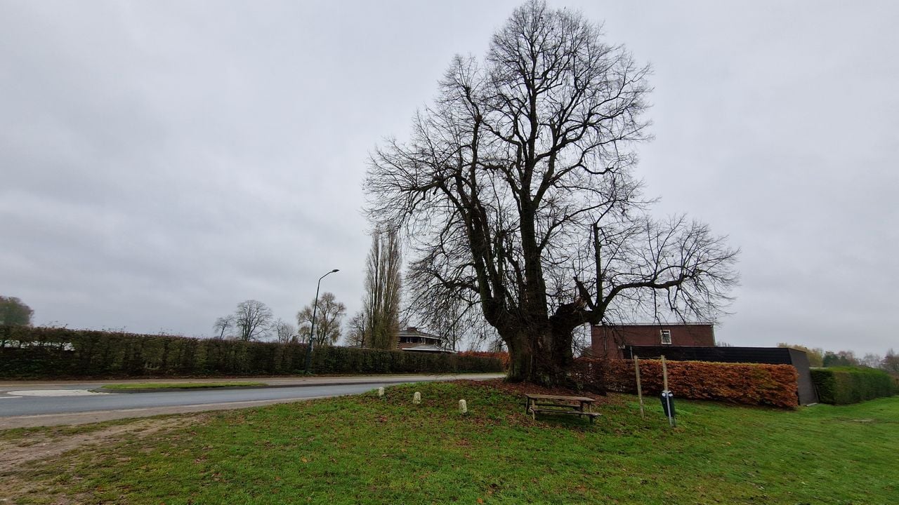De oudste lindeboom van Nederland in Sambeek