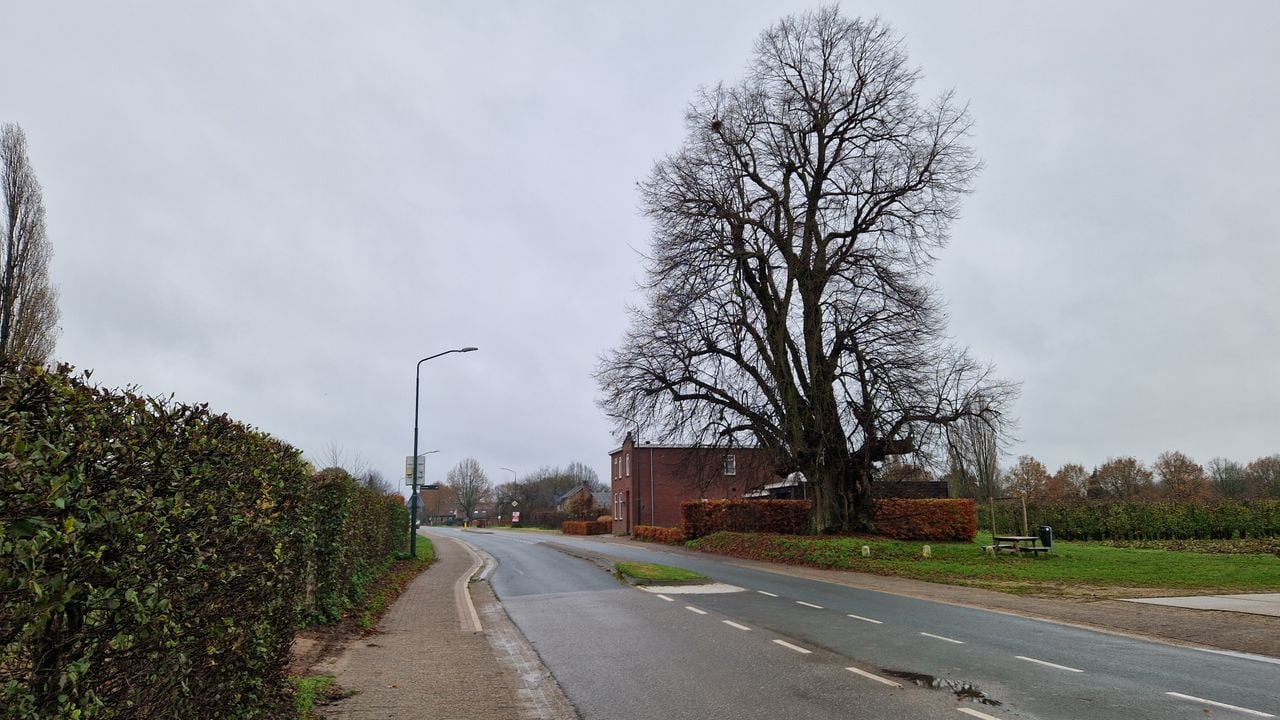 De lindeboom aan de drukke weg