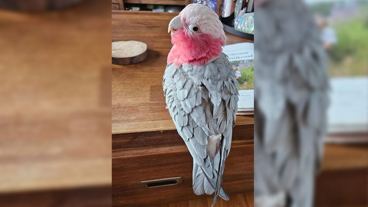 Kaketoe Kaya is sinds zondag vermist.