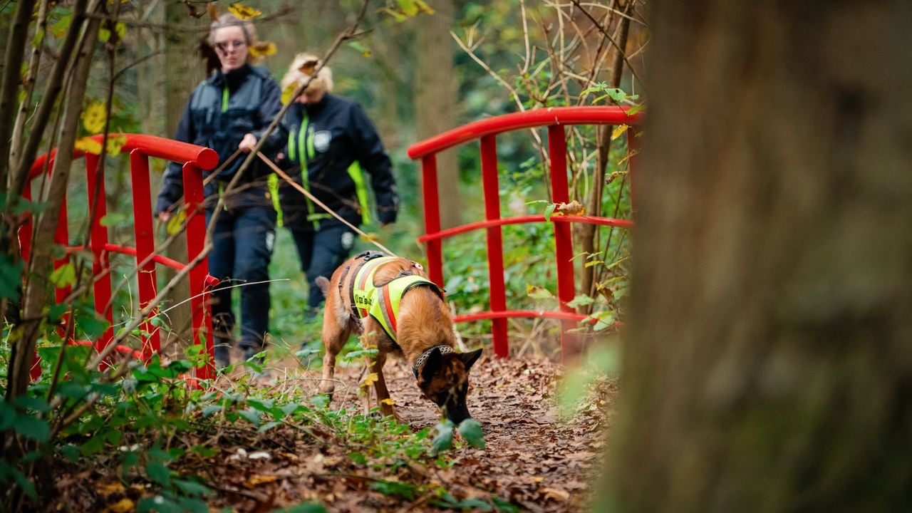 Begeleider Fleur samen met speurhond Tesla op zoek naar een vermist persoon (foto: Bram Berkien)