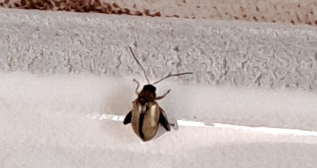 Heel kleine kever zonder naam (foto: Cora Peemen).