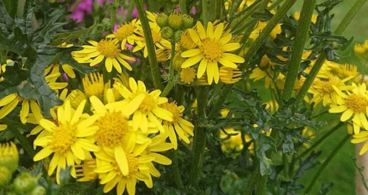 De bloemen van Jacobskruiskruid (foto: Lonneke de Gruiter).