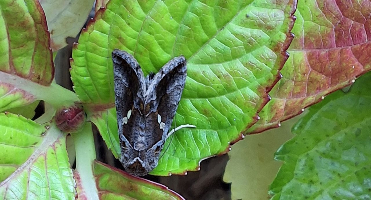 Getekende Gamma-uil (foto: L. Raaijmakers). 