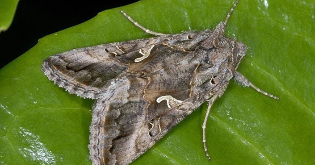 Een Gamma-uil (foto: Ab H. Baas). 