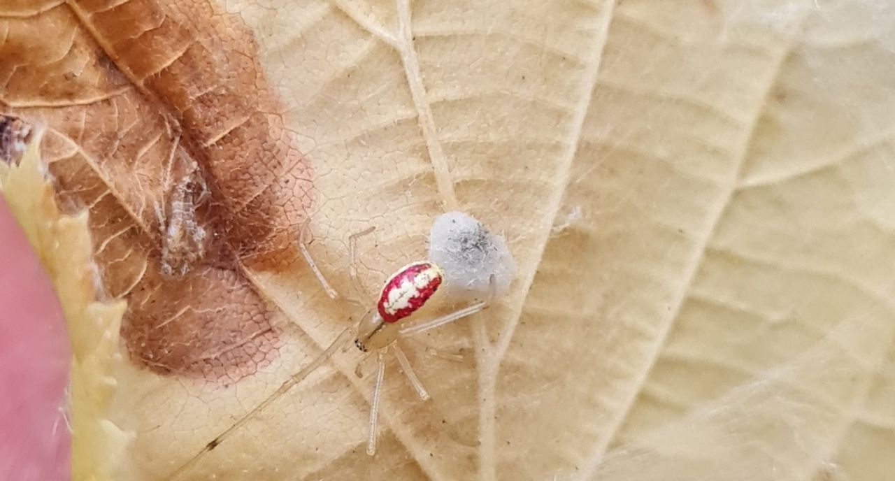 Een gewone of vergeten tandkaak (foto: Marian van der Meulen). 