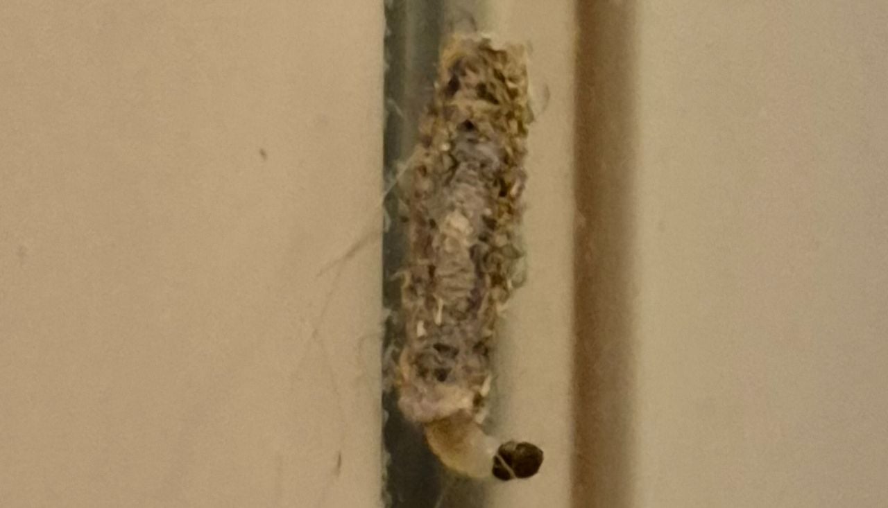 Een rups zakdrager in een zak of omhulsel (fot: Daan Veulings). 