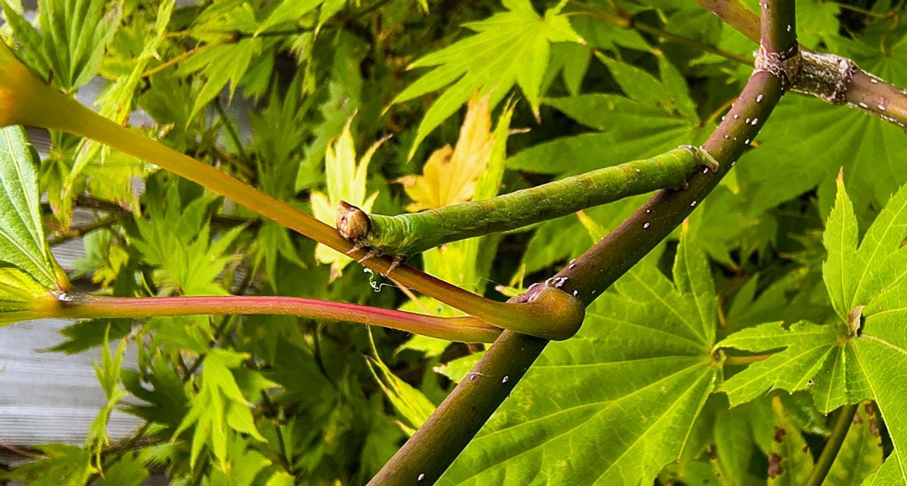 Deze peper- en zoutrups lijkt gewoon een takje (foto: Robert van Oorschot). 