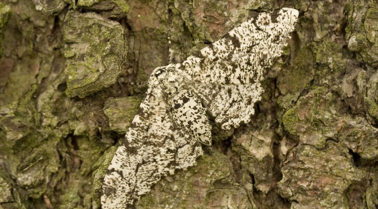 Peper-en-zoutvlinder (foto: Saxifraga/Jaap Schelvis). 