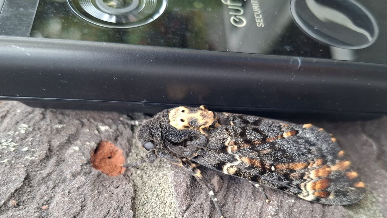 Vlakbij de deurbel zat deze doodshoofdvlinder, de buurvrouw schrok ervan (foto: Mandy van der Linden).