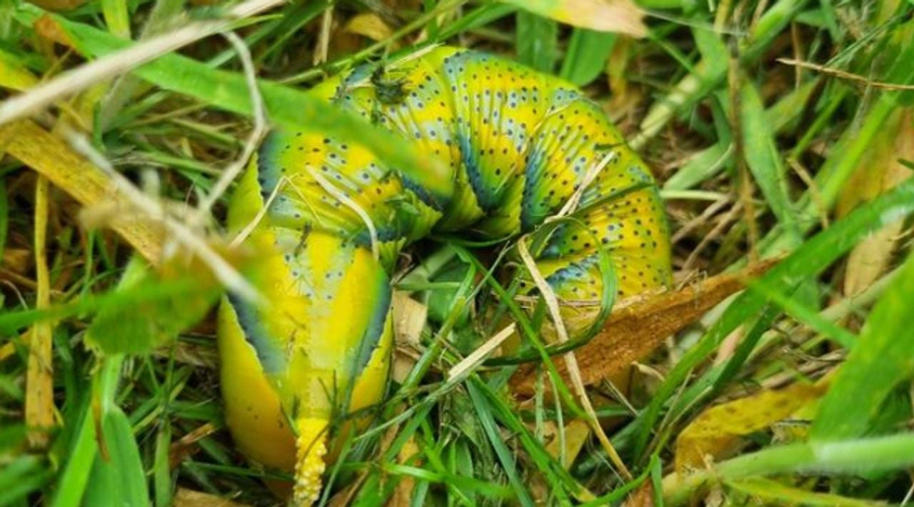 De rups van een doodshoofdvlinder kan gemeen bijten (foto:Karin van Zon). 