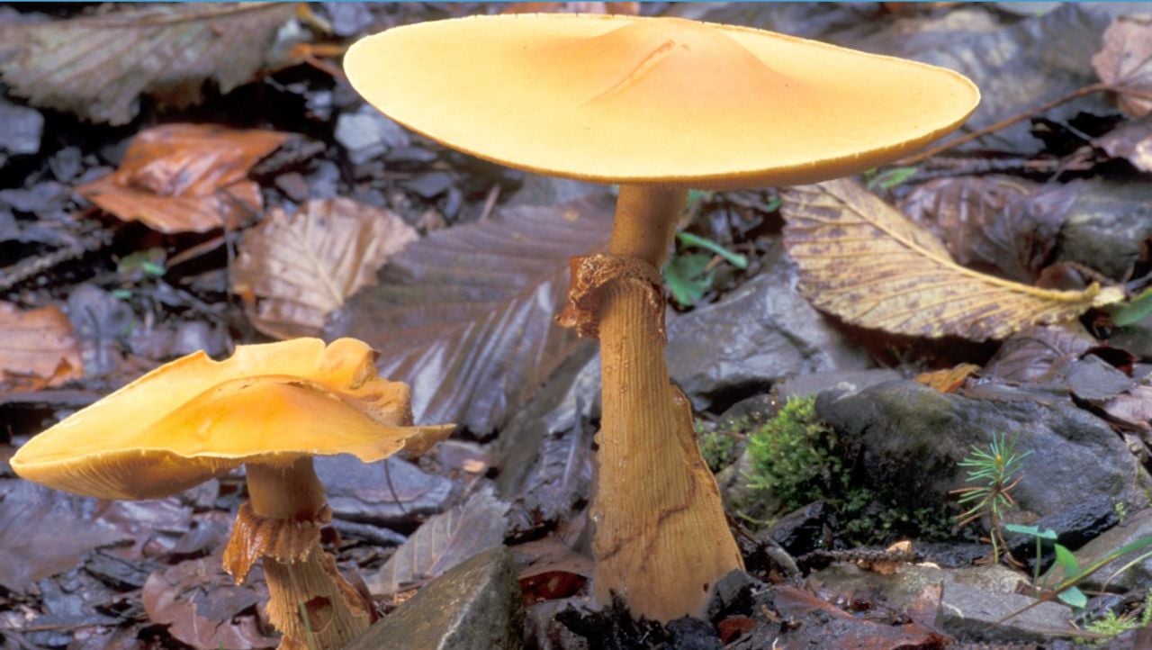 Goudhoedpaddenstoelen met brede ring (foto: Saxifraga / Jan de Laat)