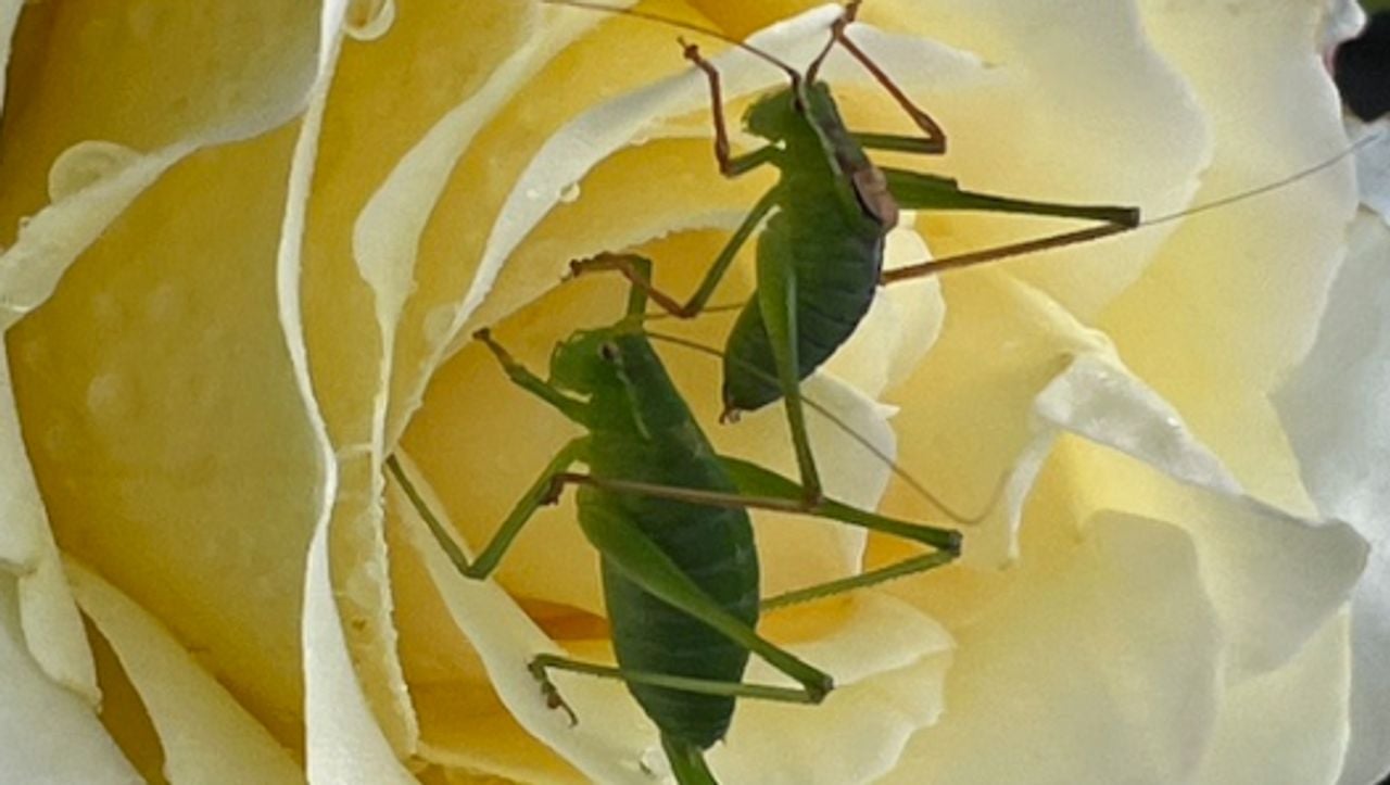Twee sprinkhanen in een mooie witte roos (foto: Antje de Bruyn). 