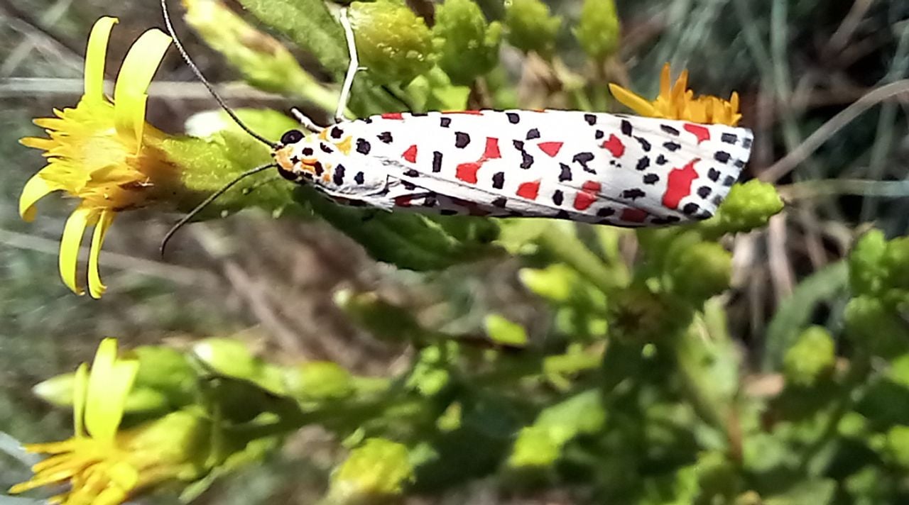 De prachtbeer (foto: Wilrie van Soerland)