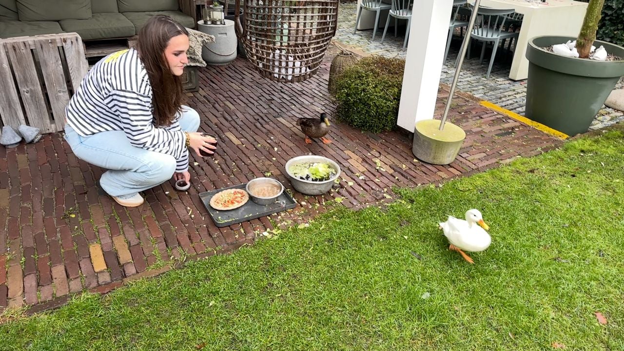 Eend Puk zit achter zijn zusje Billie aan, terwijl 'pleegmoeder' Robin toekijkt.