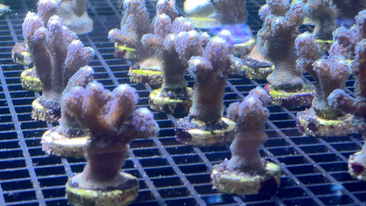 Koraal dat wordt gekweekt.