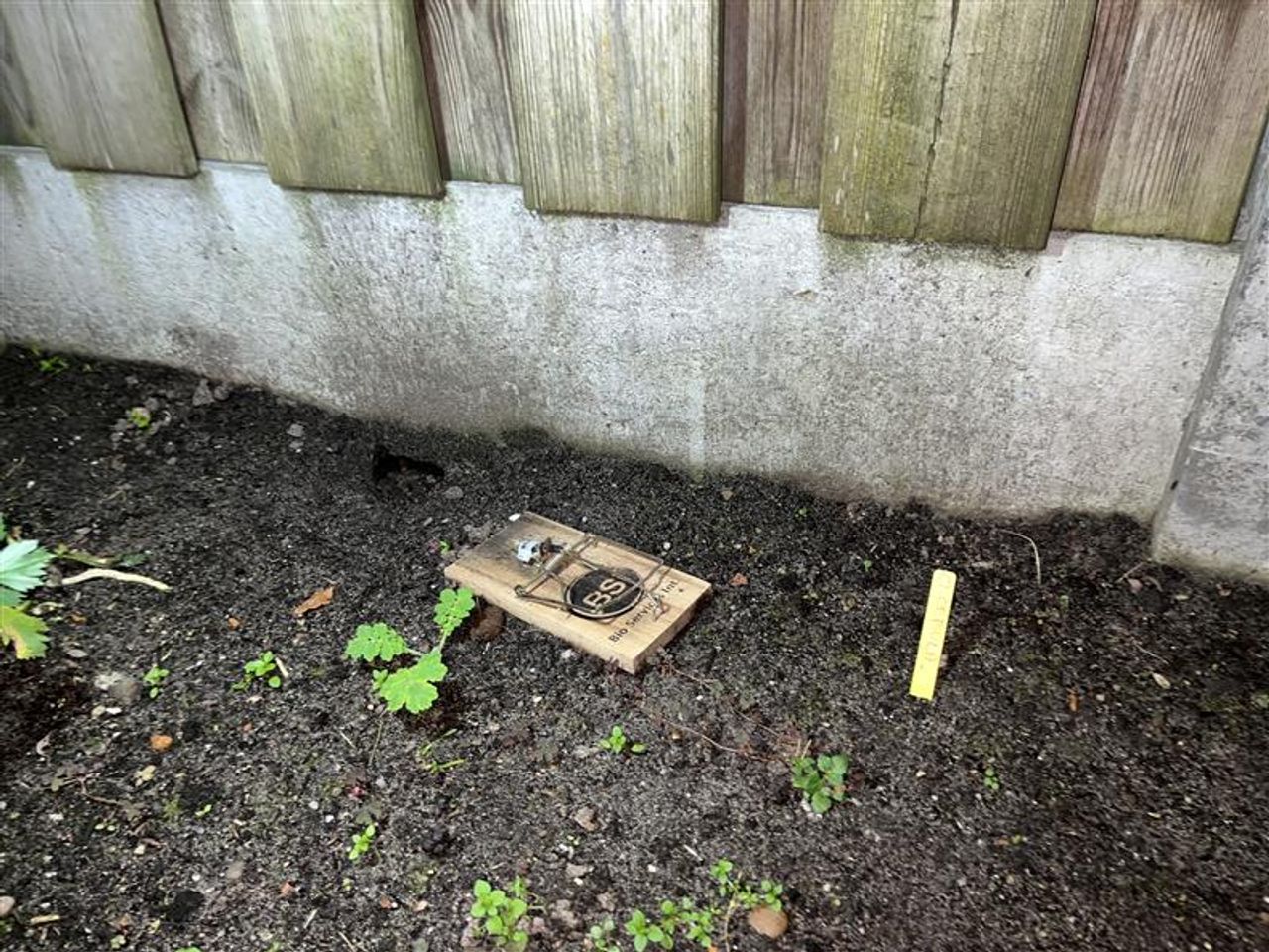 Buren hebben muizenvallen in de tuin staan (foto: Eva de Schipper / Omroep Brabant).