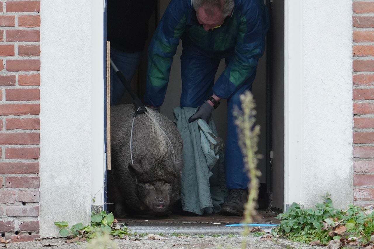 Het varken was te zwaar voor de dierenambulance (foto: Persbureau Heitink).