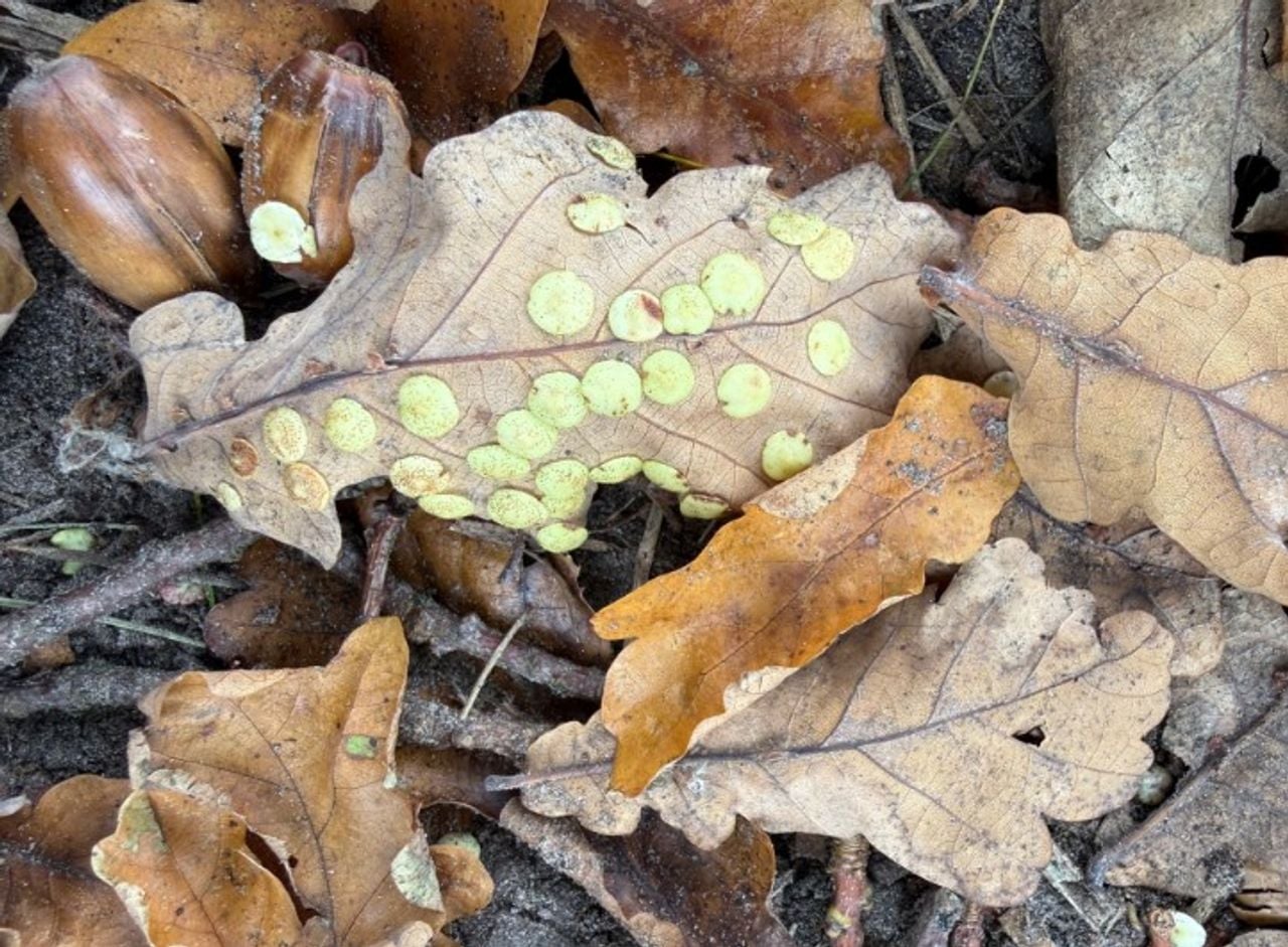 Foto: Rosemarie de Wit 